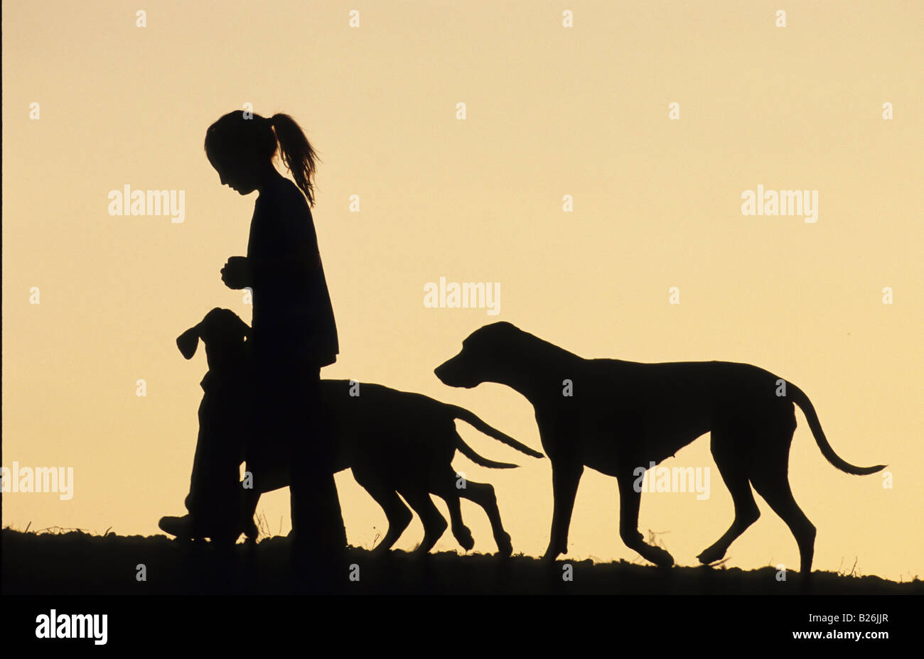 Rhodesian Ridgeback (Canis lupus familiaris). Girl walking with three ...