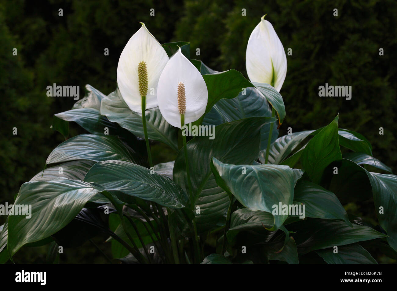 Spathiphyllum Peace Lily wallisii white detail of flowers plants close up closeup nobody display blurred blurry background in USA hi-res Stock Photo
