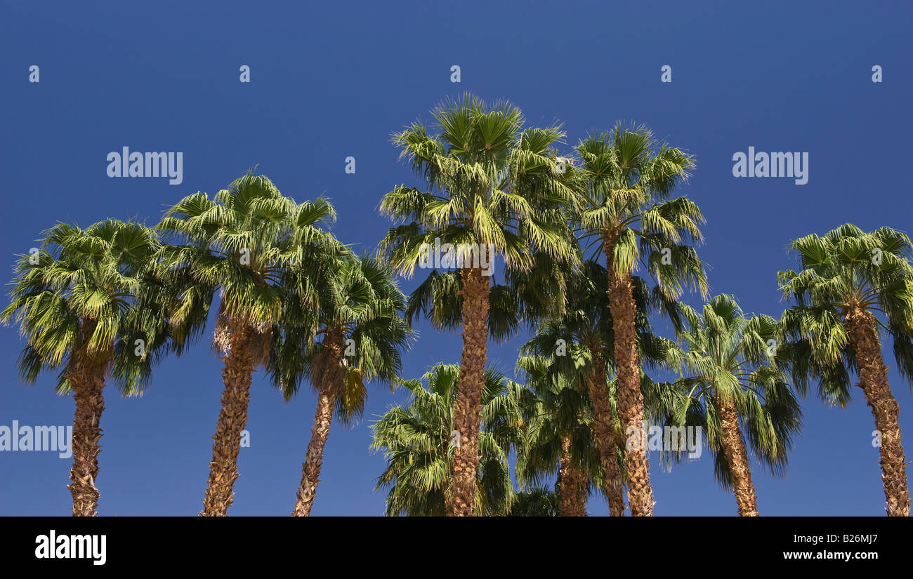 Group of towering palm trees hi-res stock photography and images - Alamy