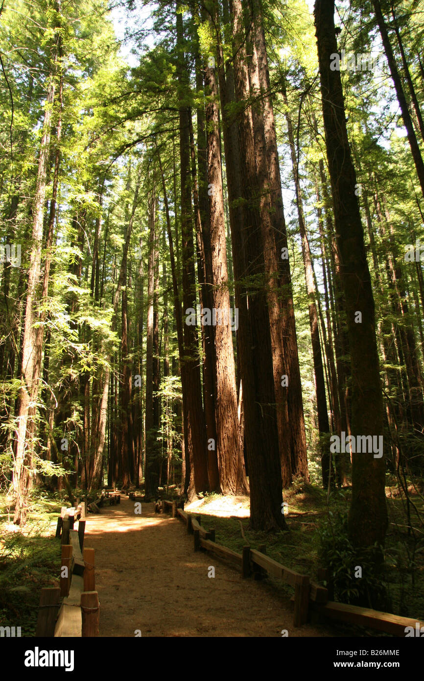 Trail at Armstrong Redwood Grove, Guerneville, CA Stock Photo Alamy