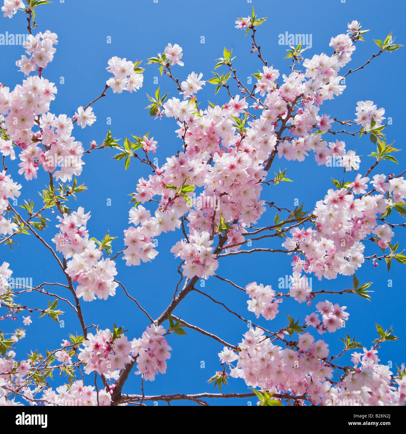 Close up of cherry blossoms Stock Photo