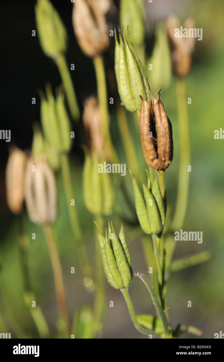Aquilegia vulgaris Columbine seed pods Stock Photo Alamy