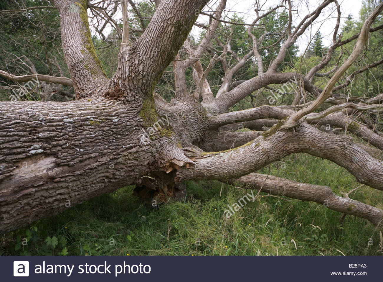 Old Dead Tree Fallen Over Stock Photos & Old Dead Tree Fallen Over