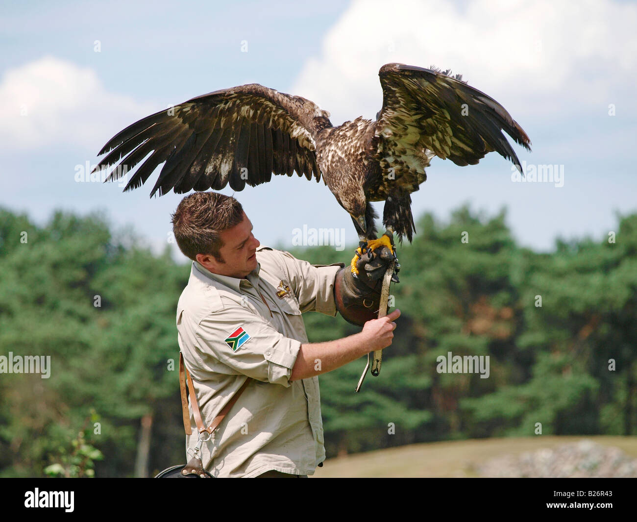 Bird trainer with young american eagle Beekse bergen zoo Hilvarenbeek the Netherlands Stock Photo
