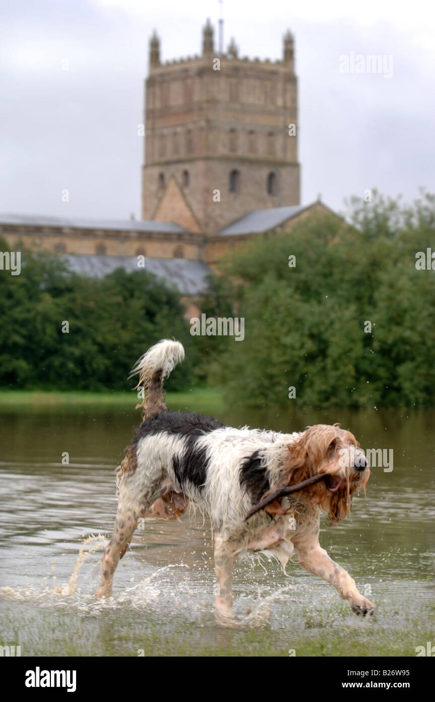 A PET DOG COLLECTS A STICK FROM THE FLOODWATER SURROUNDING TEWKESBURY ABBEY DURING THE FLOODS IN GLOUCESTERSHIRE JULY 2007 UK Stock Photo