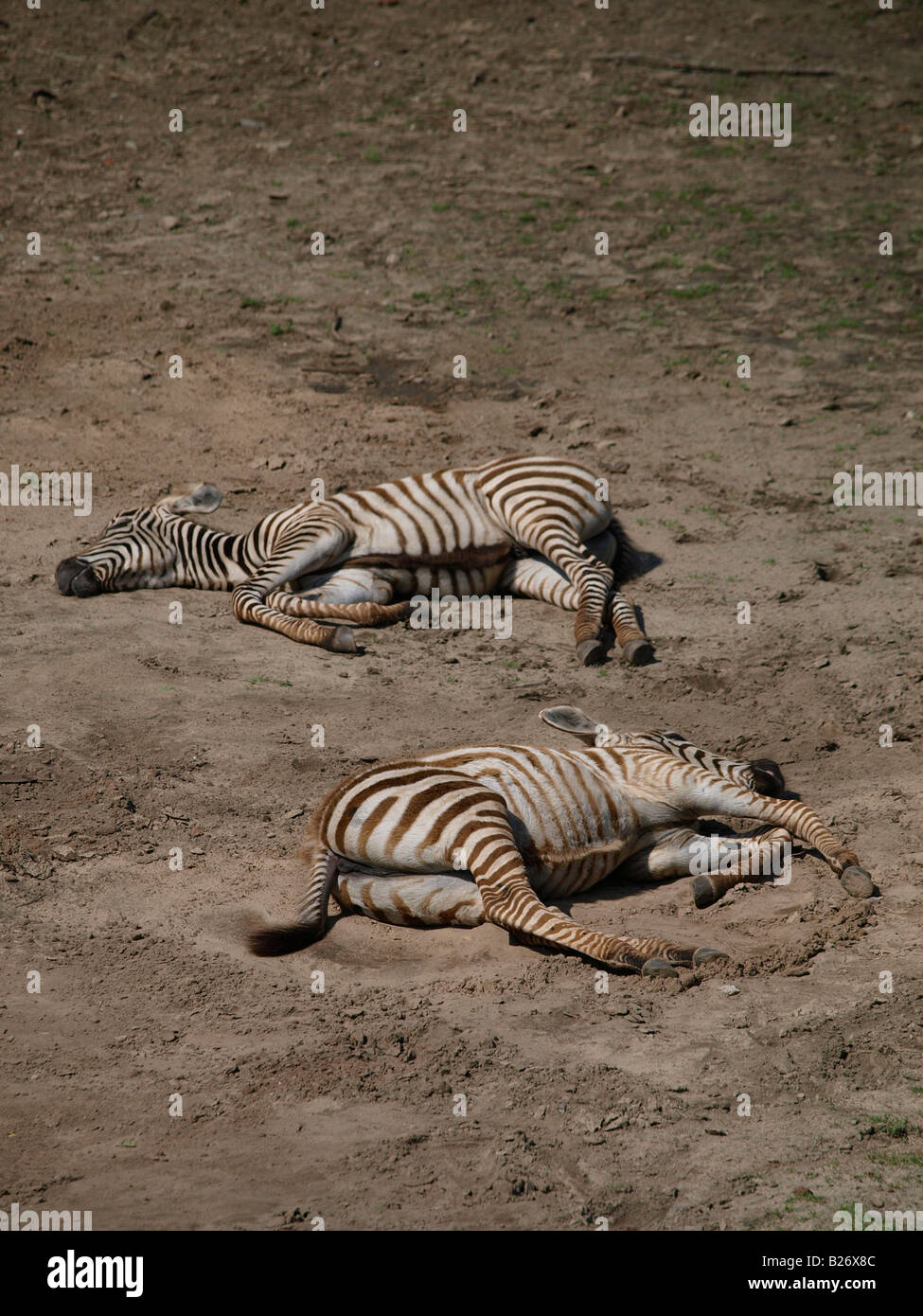 Two sleeping young zebra foals Beekse Bergen zoo Hilvarenbeek the Netherlands Stock Photo