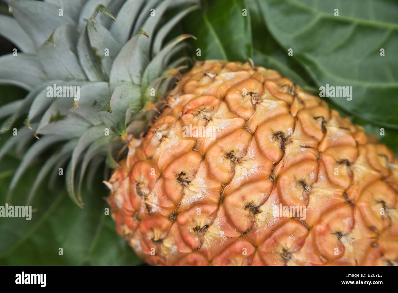 Ripe Pineapple for sale at local farmers market Stock Photo Alamy