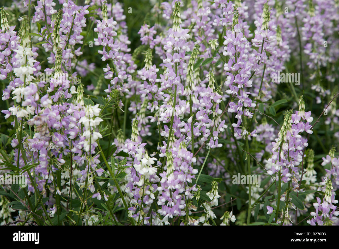 GALEGA X HARTLANDII FLOWERS Stock Photo