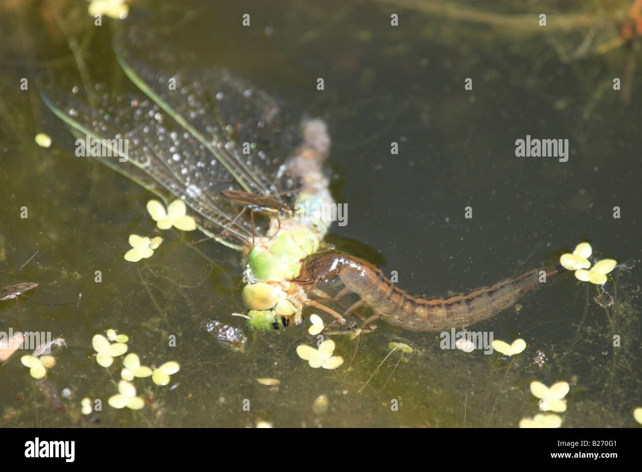 Great Diving Beetle Larvae (Dytiscus marginalis) feeding on Dragonfly. Stock Photo