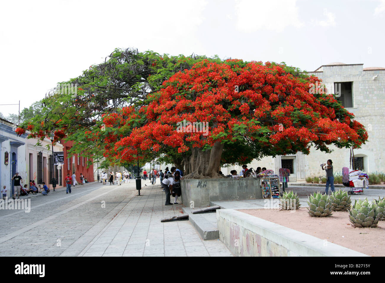 Flame Trees outside the Santo Domingo de Guzman Church, Oaxaca, Mexico. Stock Photo