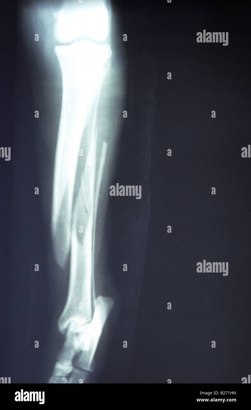X Ray Dog S Leg Broken Bone Stock Photo Alamy