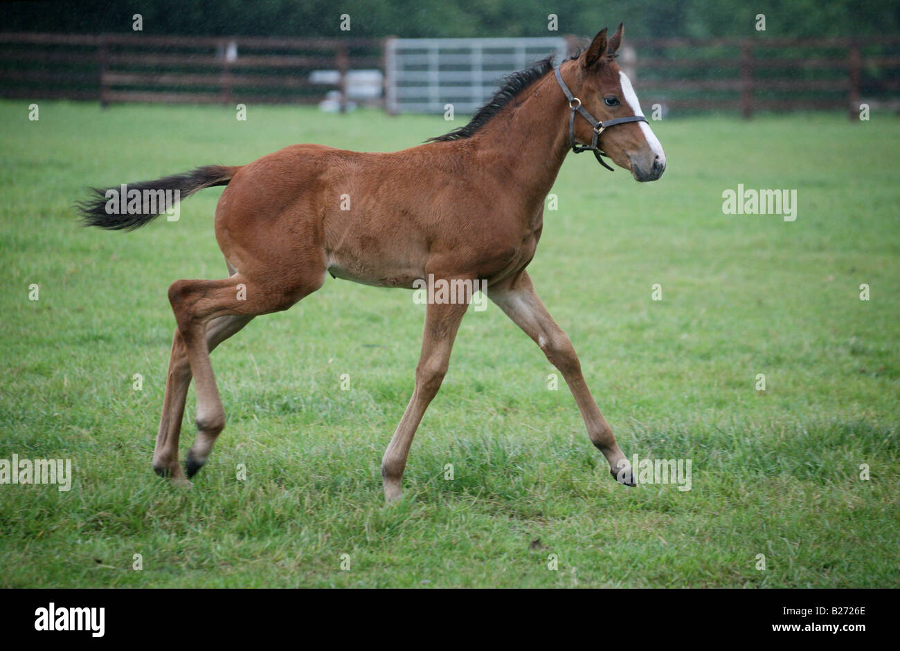 A Foal in a paddock on a Stud Farm for race horses in Suffolk  www.georgeimpeyphotographer.co.uk Stock Photo