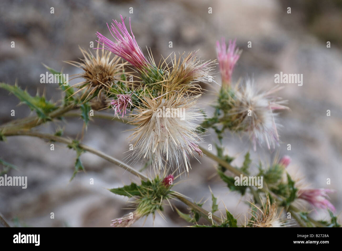 Blooming Thistle Bright Angel Trail North Rim Grand Canyon AZ 050923 2418 Stock Photo