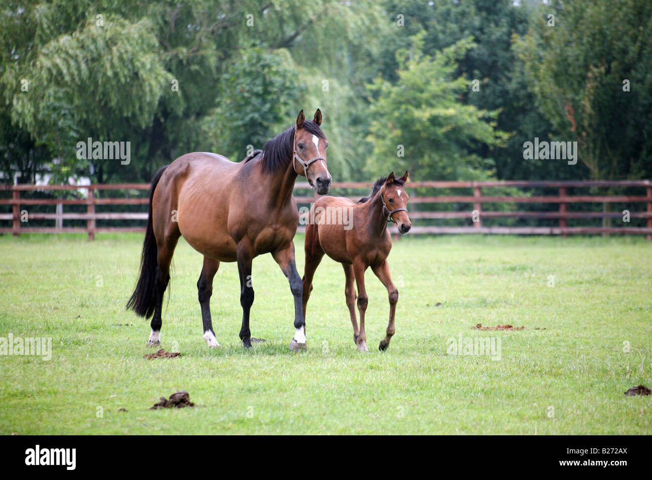 Foal and Mare in a paddock on a Stud Farm for race horses in Suffolk  www.georgeimpeyphotographer.co.uk Stock Photo