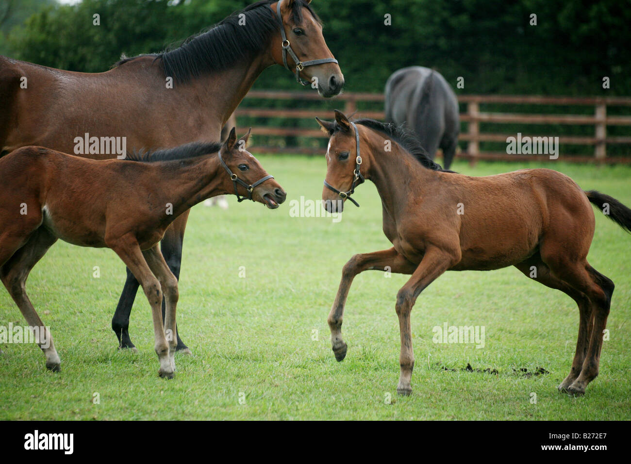 Foals playing with one another in a paddock on a Stud Farm for race horses in Suffolk  www.georgeimpeyphotographer.co.uk Stock Photo