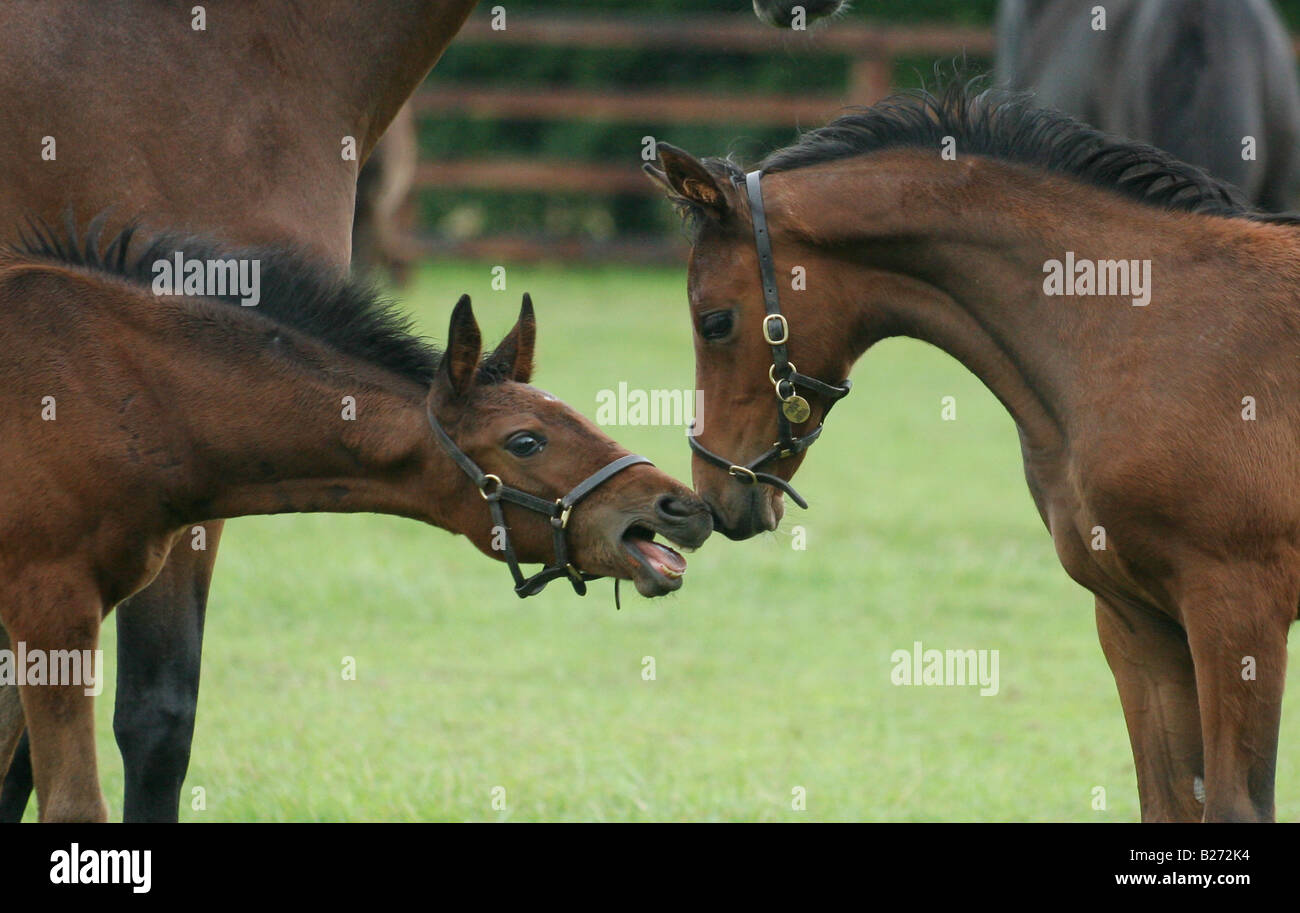 Foals playing with one another in a paddock on a Stud Farm for race horses in Suffolk  www.georgeimpeyphotographer.co.uk Stock Photo