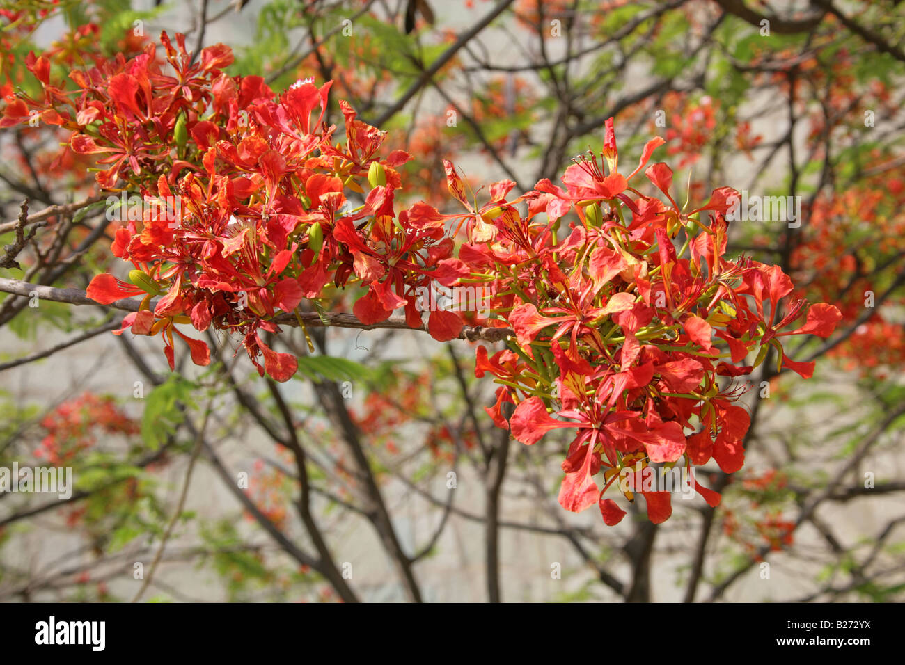 The Royal Poinciana Tree Delonix regia Fabaceae, aka Flame Tree, Flamboyant or Gulmohar, Oaxaca, Mexico Stock Photo