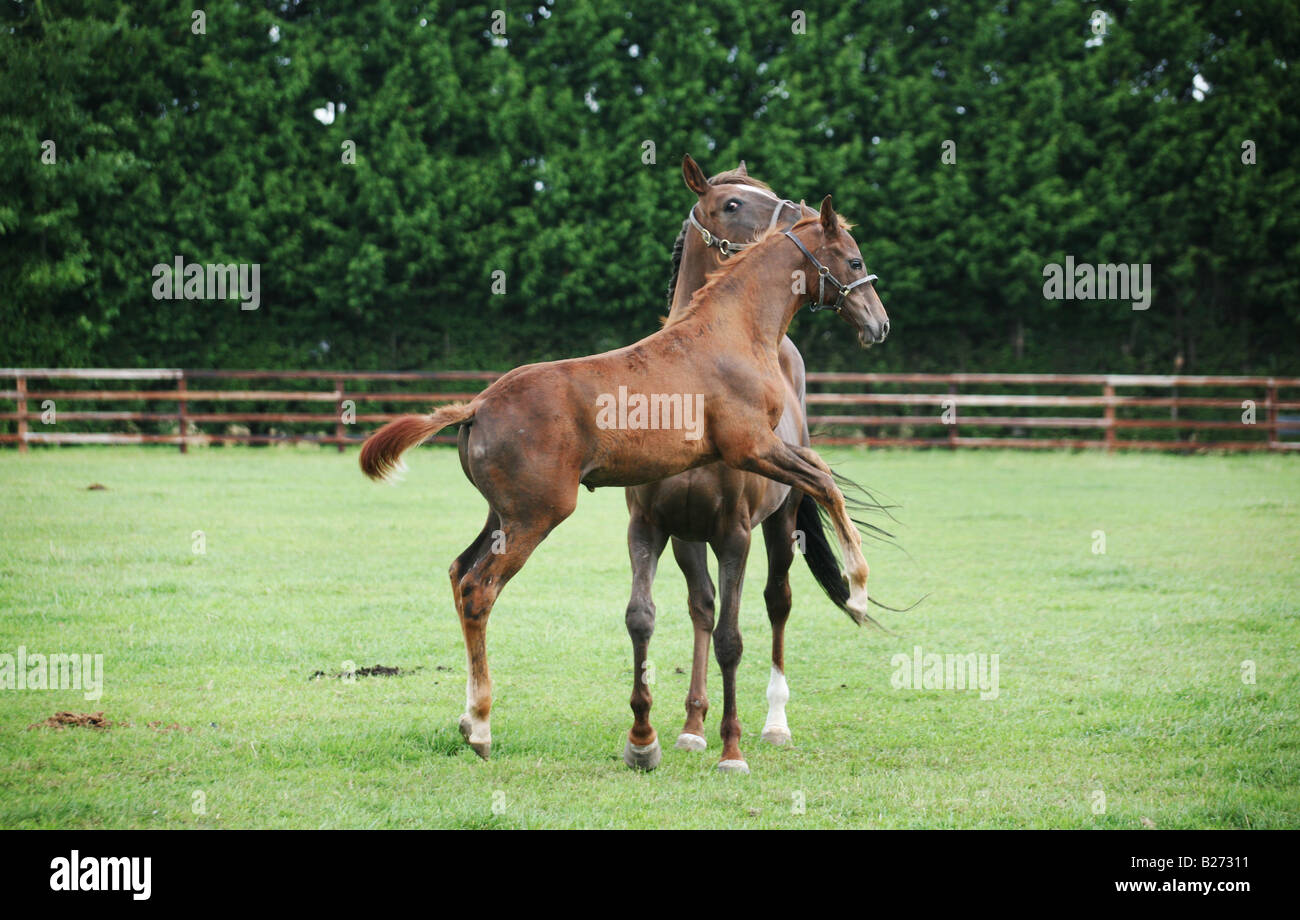 A Foal leaps in front of its Mare in a paddock on a Stud Farm for race horses in Suffolk www.georgeimpeyphotographer.co.uk Stock Photo