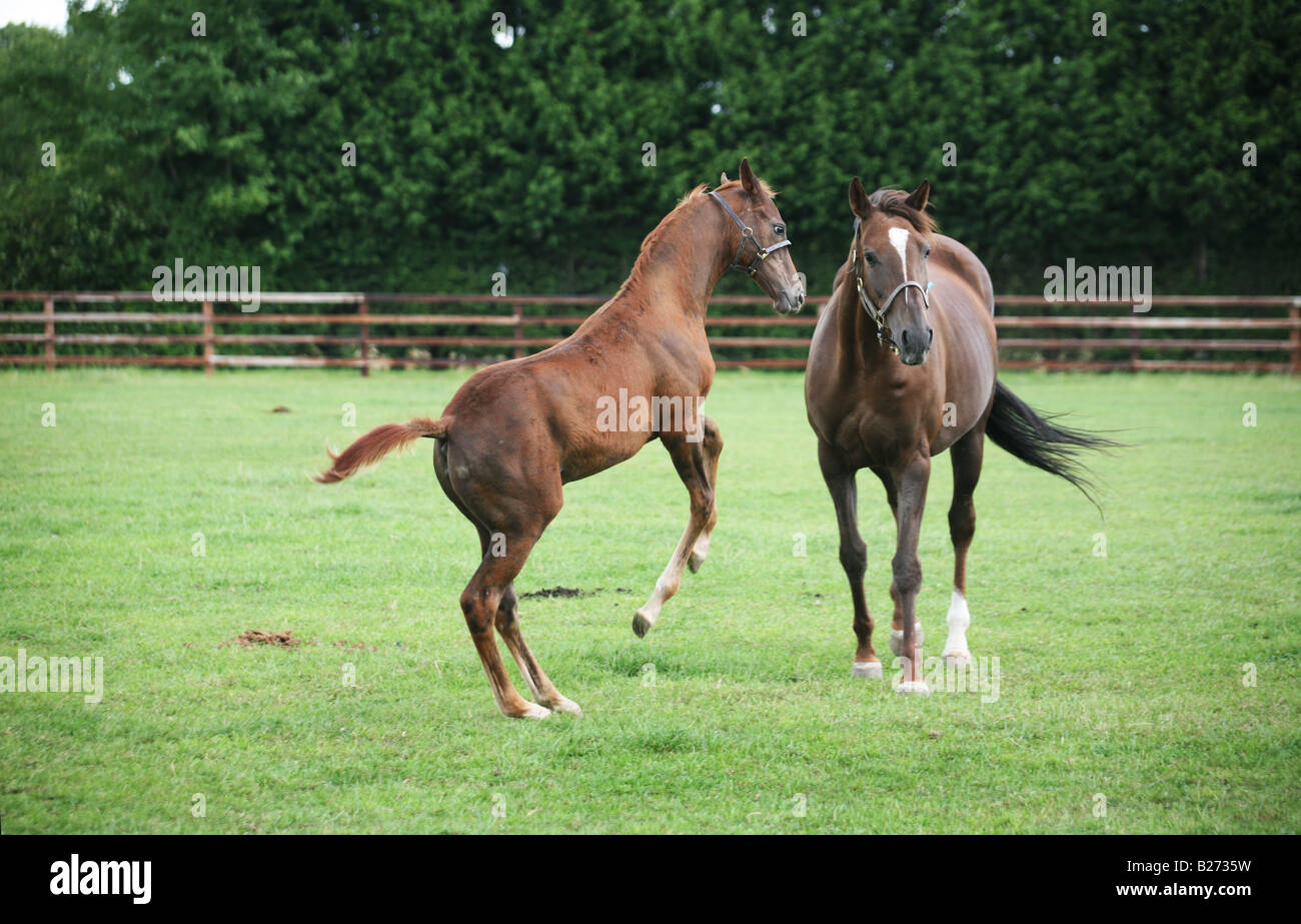 A Foal leaps in front of its Mare in a paddock on a Stud Farm for race horses in Suffolk  www.georgeimpeyphotographer.co.uk Stock Photo