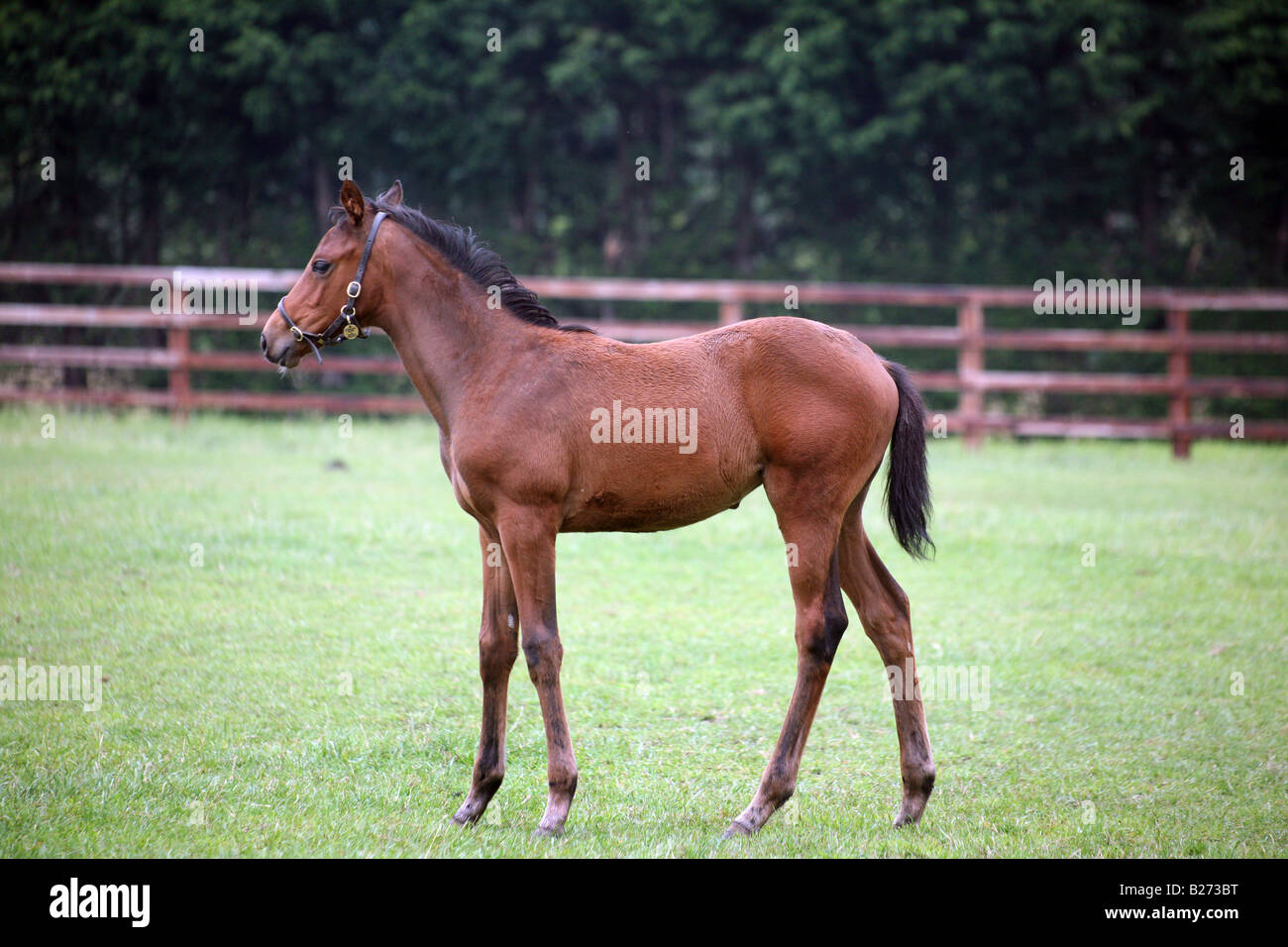 A Foal in a paddock on a Stud Farm for race horses in Suffolk Local Caption www georgeimpeyphotographer.co.uk Stock Photo