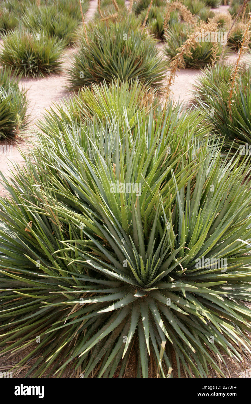 4 Plant Yucca Elephantipes Silver Xeriscape Pkg. – Kens-Nursery