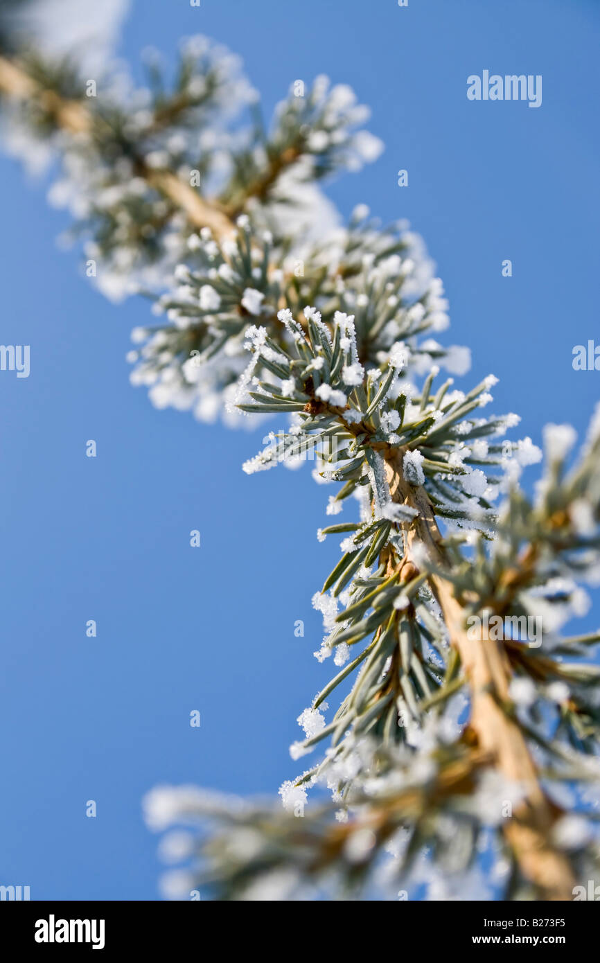 frosted pine tree branch Stock Photo