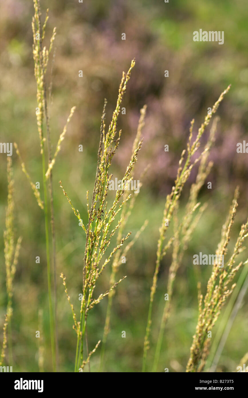 Flowering purple moor grass, Molinia caerulea, Ginkelse hei, Ede, the Netherlands. Stock Photo