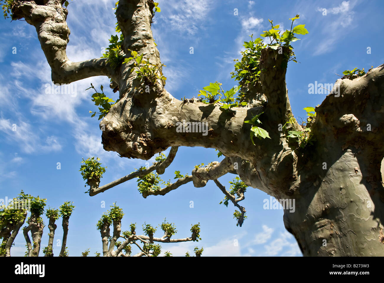 beautiful knobby trees Stock Photo Alamy