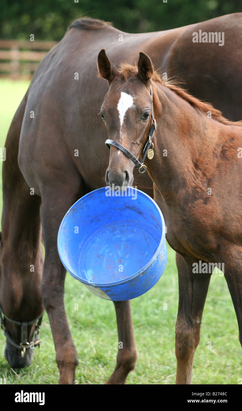 Foal and playing with its empty feed bucket in a paddock on a Stud Farm for race horses www.georgeimpeyphotgrapher.co.uk Stock Photo
