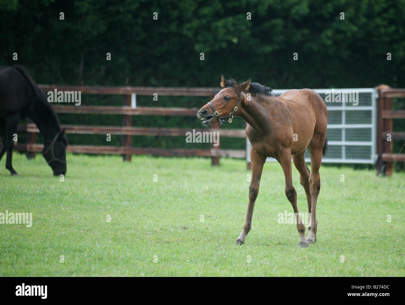 A Foal whinnies in a paddock on a Stud Farm for race horses in Suffolk Local Caption www.georgeimpeyphotographer.co.uk Stock Photo