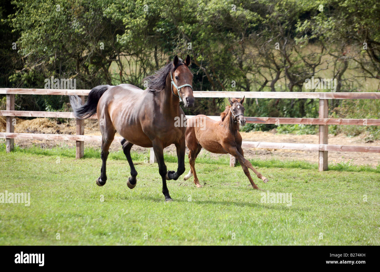 Foal and Mare gallop in a paddock on a Stud Farm for race horses in Suffolk Local Caption www georgeimpeyphotographer co uk Stock Photo