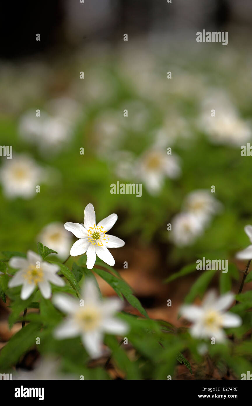 Wood Anemones in beech wood at Queenswood arboretum Herefordshire Stock Photo