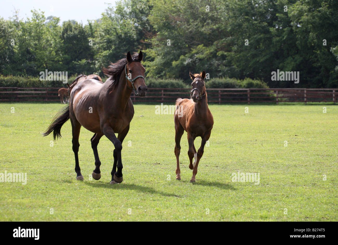 Foal and Mare in a paddock on a Stud Farm for race horses in Suffolk Local Caption www georgeimpeyphotographer co uk Stock Photo