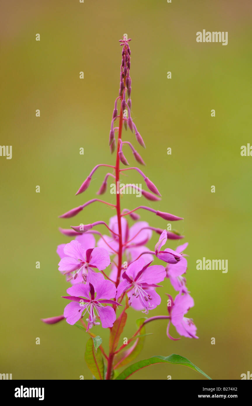 Willowherb hi-res stock photography and images - Alamy