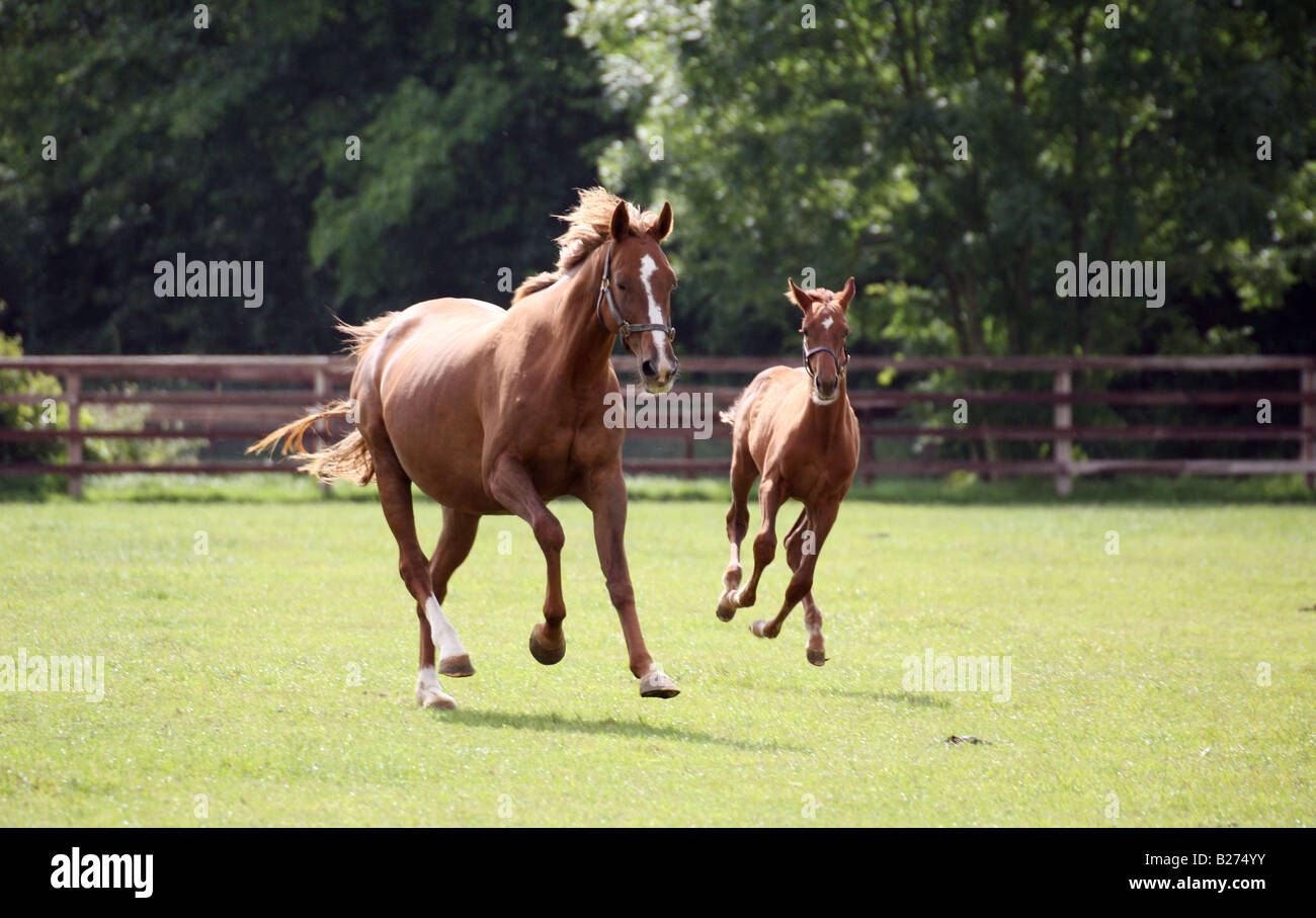 Foal and Mare gallop in a paddock on a Stud Farm for race horses in Suffolk Stock Photo