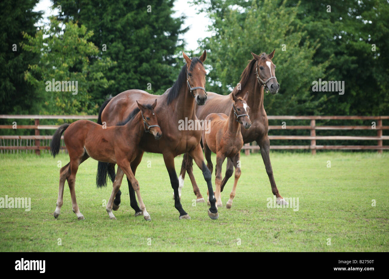 Foal and Mare in a paddock on a Stud Farm for race horses in Suffolk Local Caption www georgeimpeyphotographer.co.uk Stock Photo