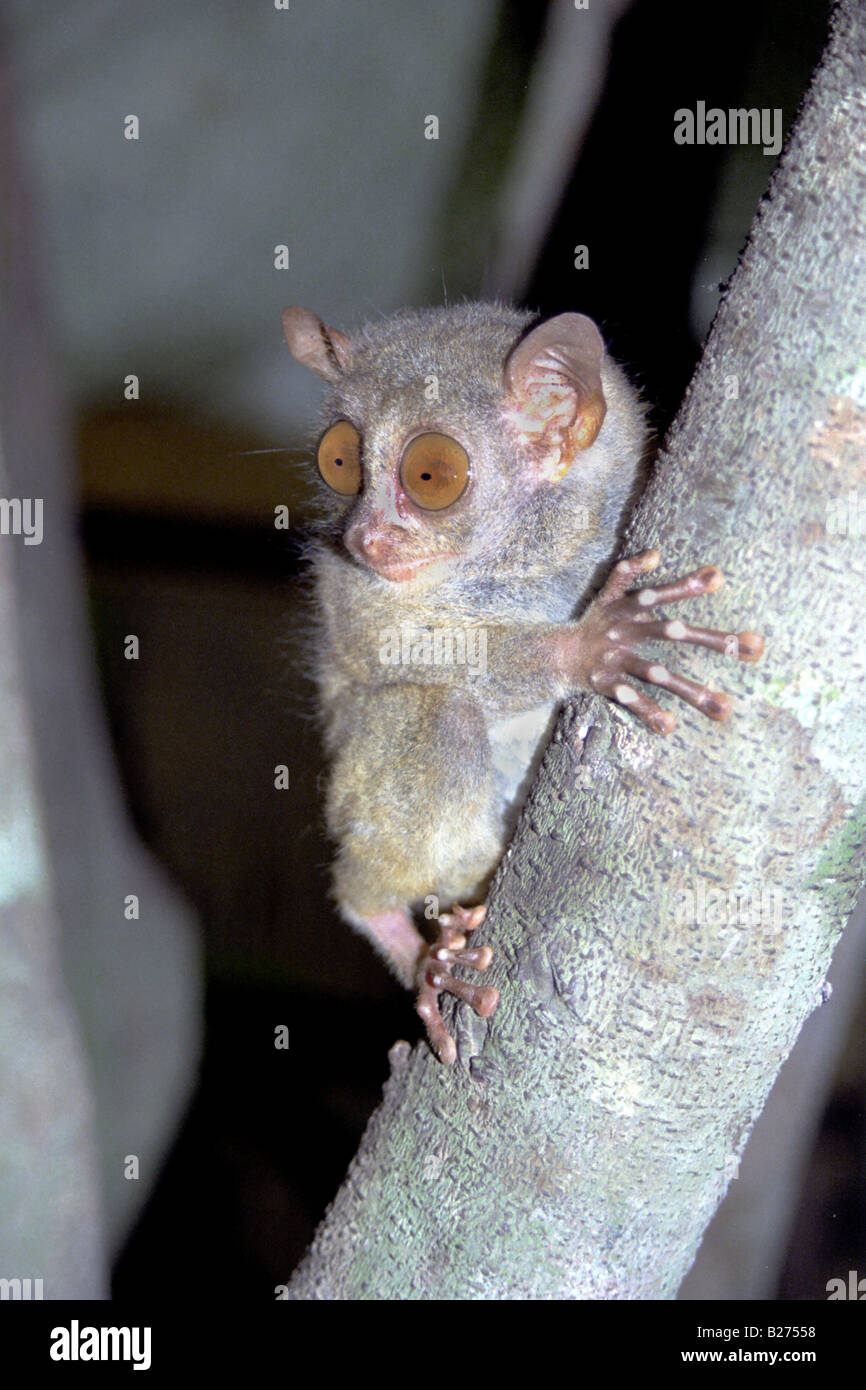 A Philippine tarsier, Tarsius syrichta. Tarsiers are prosimian primates. They have very big eyes because they are nocturnal. Stock Photo