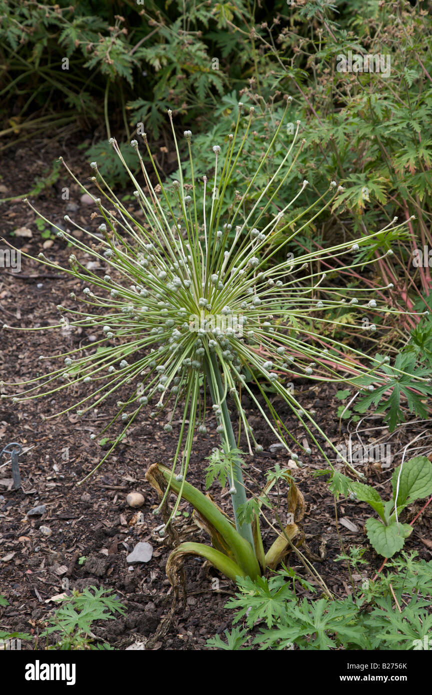 ALLIUM SCHUBERTII SEED HEAD Stock Photo - Alamy