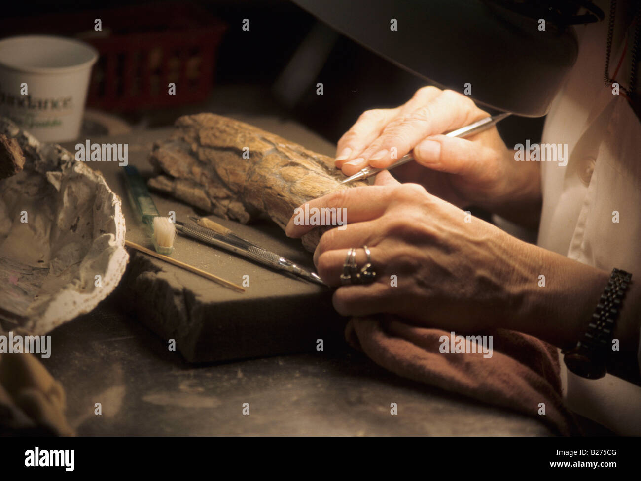 ALBUQUERQUE N MEX FEMALE TECHNICIAN STUDYING DINOSAUR FOSSIL Stock Photo