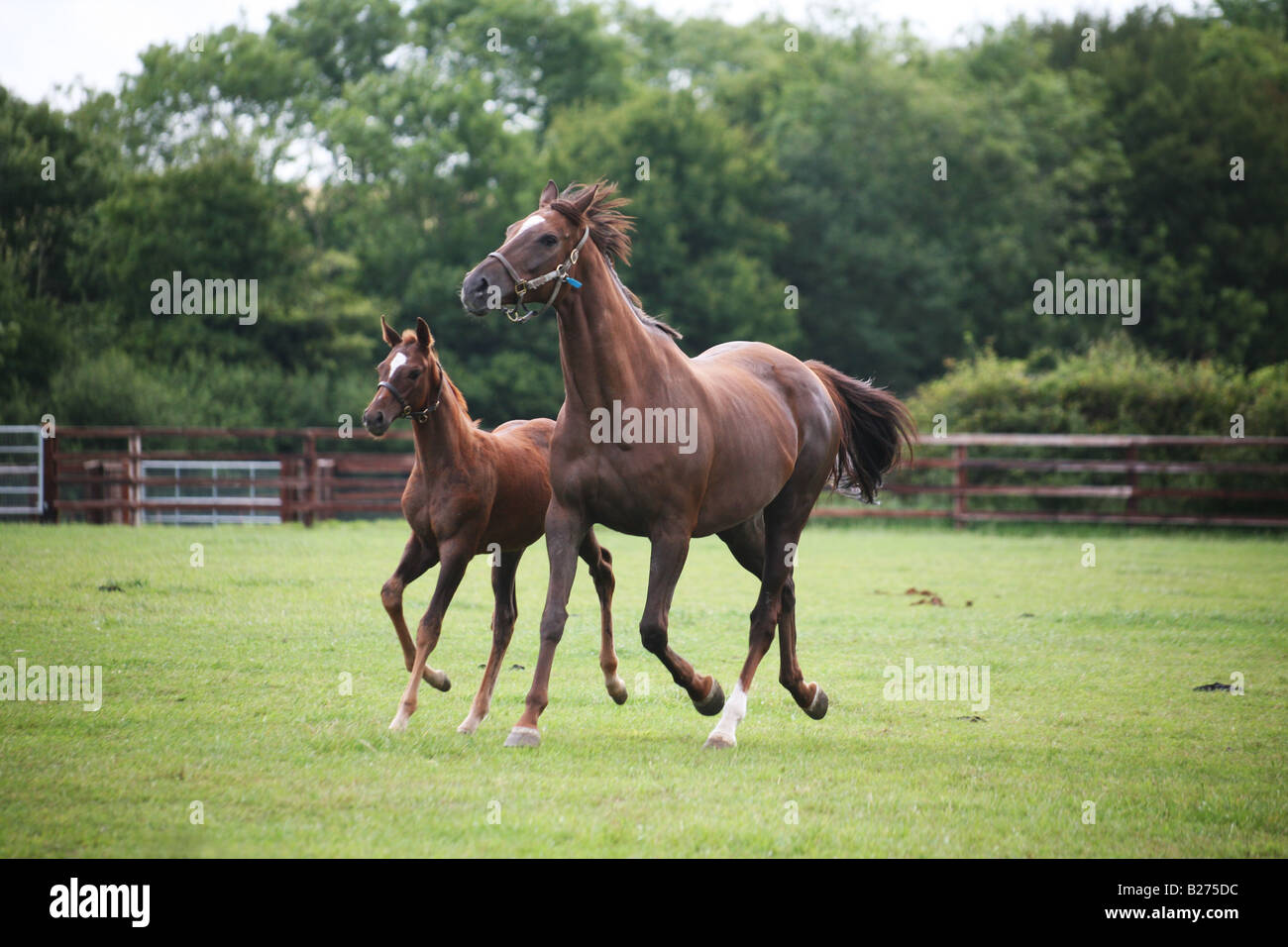 Foal and Mare in a paddock on a Stud Farm for race horses in Suffolk Local Caption www.georgeimpeyphotographer.co.uk Stock Photo