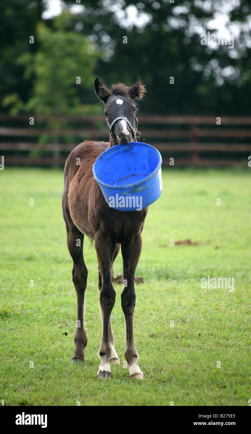 Foal playing with its empty feed bucket in a paddock on a Stud Farm for race horses in Suffolk www.georgeimpeyphotographer.co.uk Stock Photo