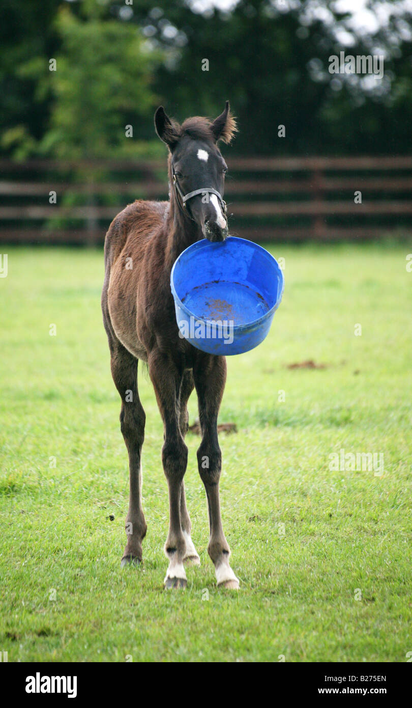 Foal playing with its empty feed bucket in a paddock on a Stud Farm for race horses in Suffolk www.georgeimpeyphotographer.co.uk Stock Photo