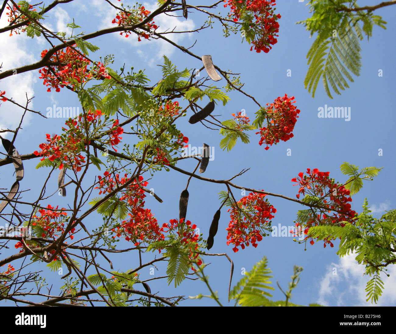 The Royal Poinciana Tree Delonix regia Fabaceae, aka Flame Tree, Flamboyant or Gulmohar, Oaxaca, Mexico Stock Photo