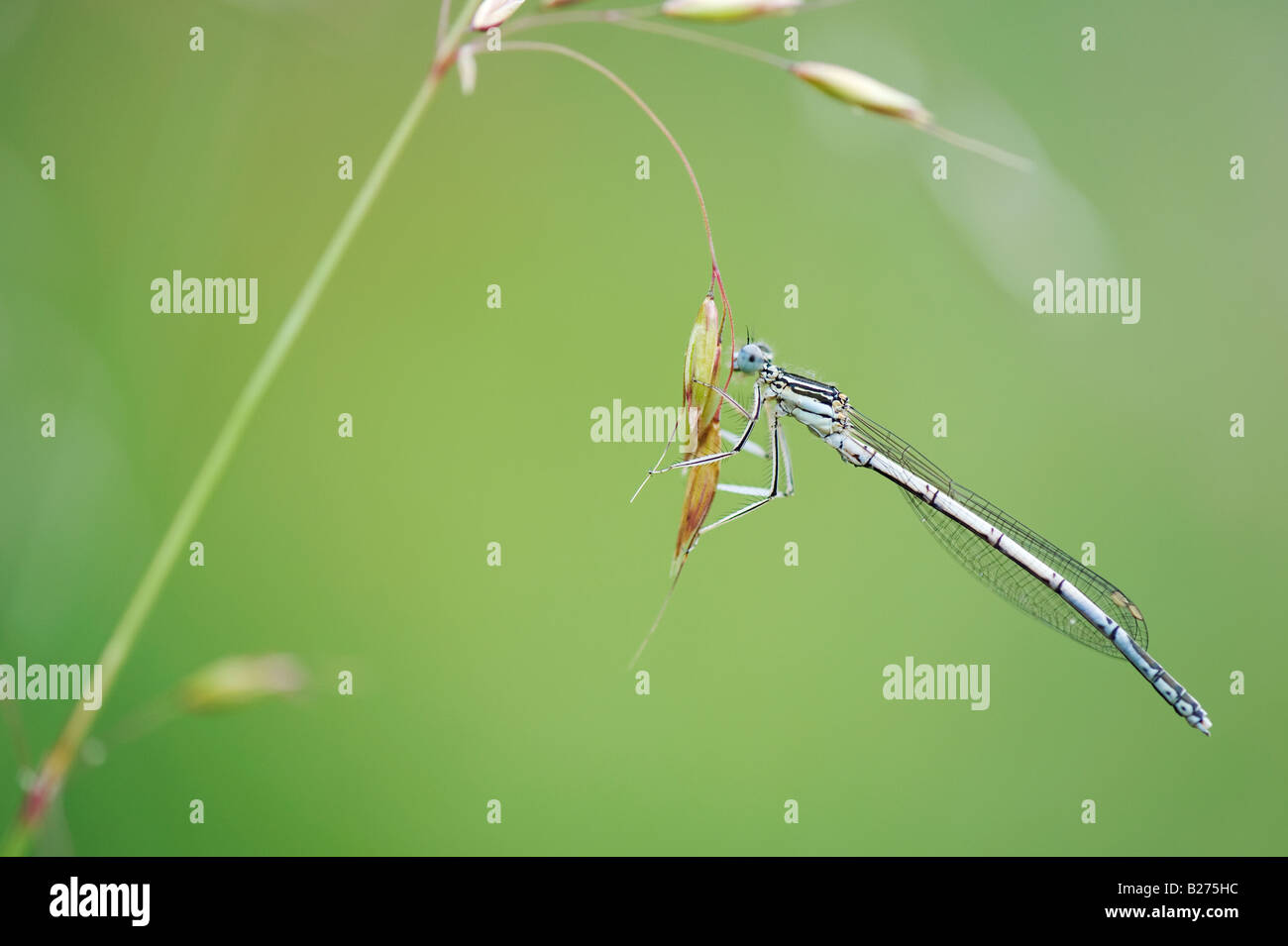 White legged damselfly hi-res stock photography and images - Alamy