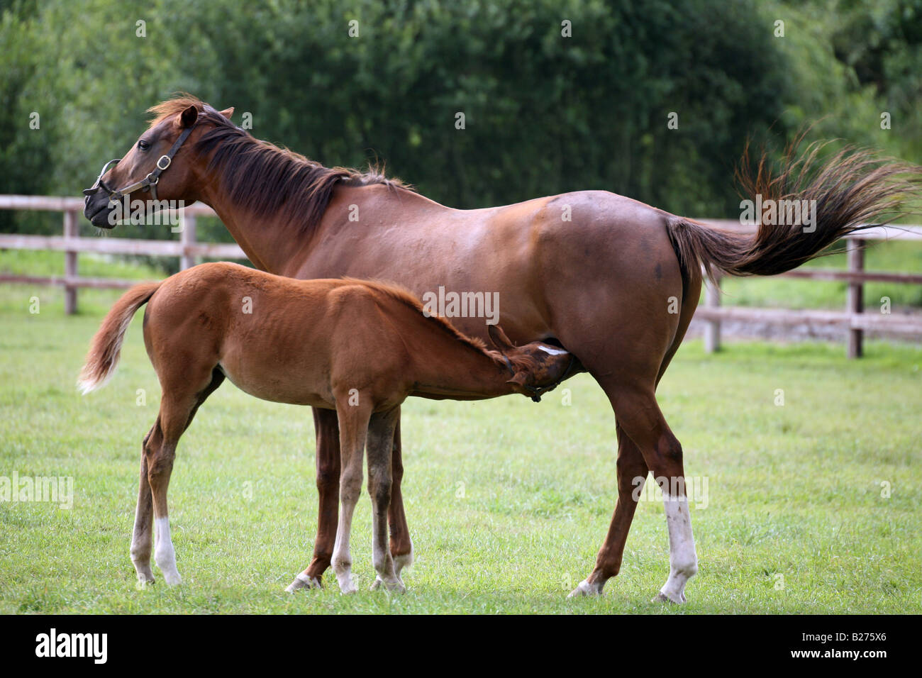 A Foal drinks it mothers milk from its Mare in a paddock on a Stud Farm for race horses in Suffolk Stock Photo