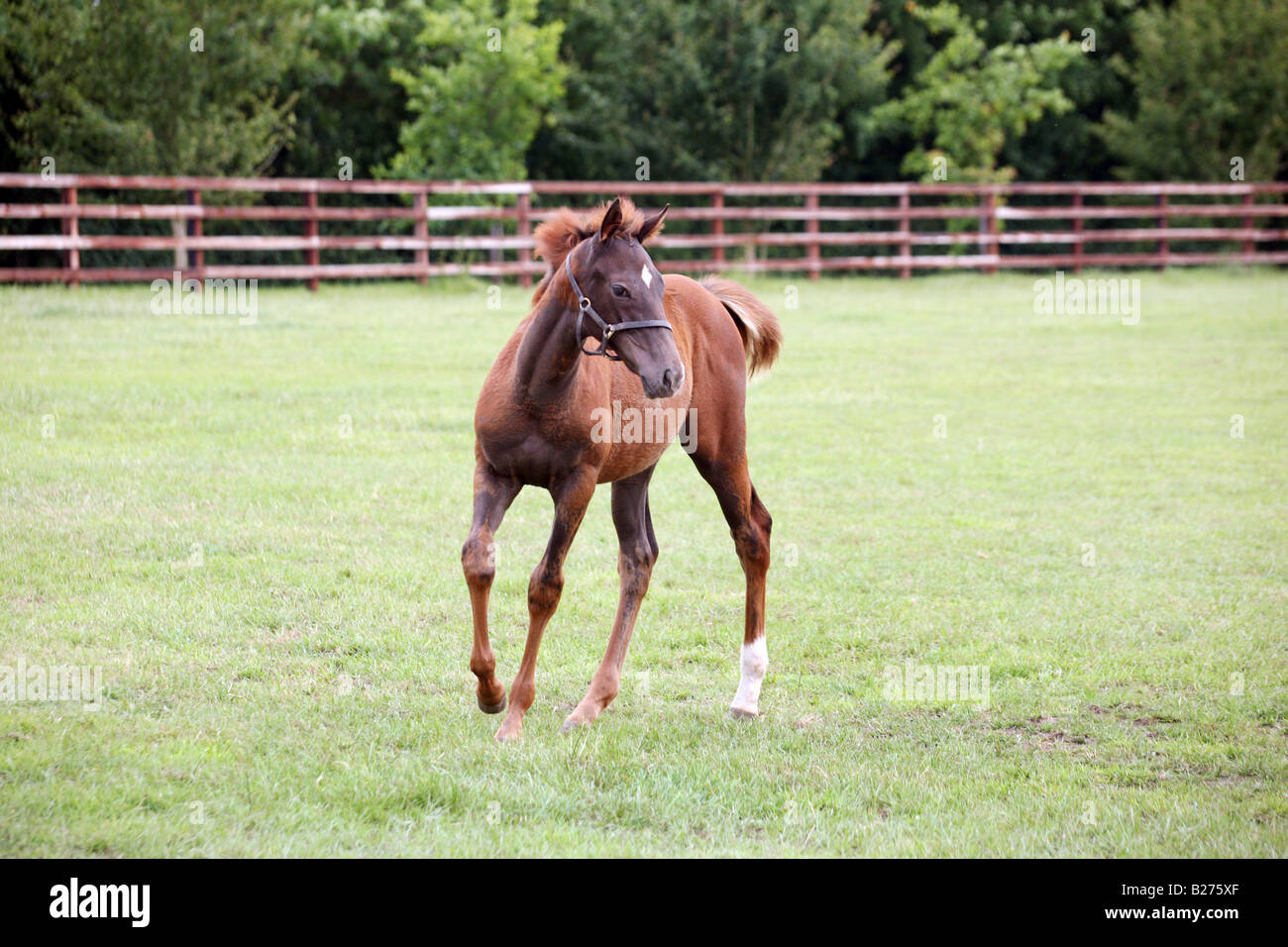 Foal and Mare in a paddock on a Stud Farm for race horses in Suffolk Local Caption www georgeimpeyphotographer co uk Stock Photo