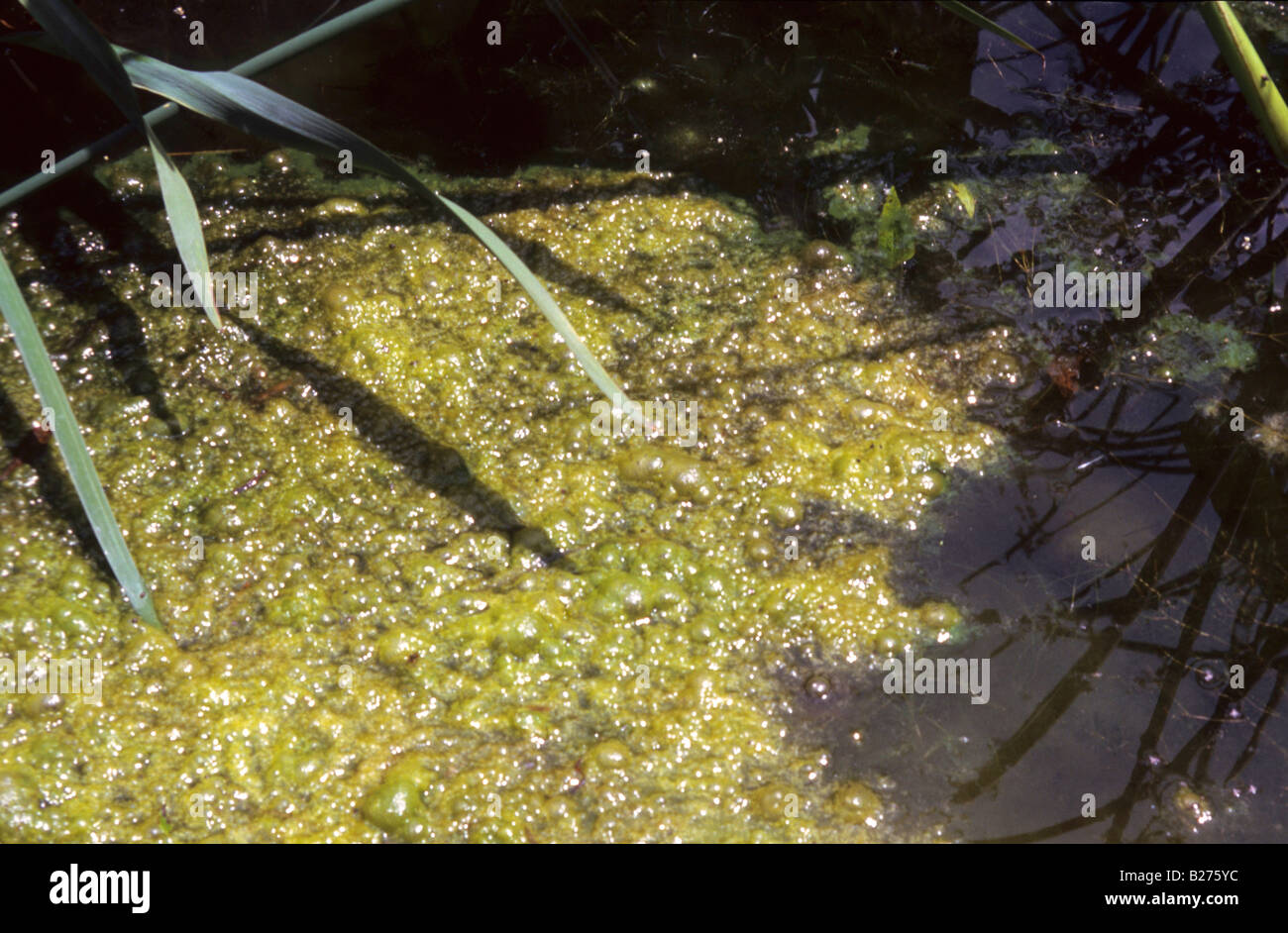 pond scum sperm Pond scum sperm