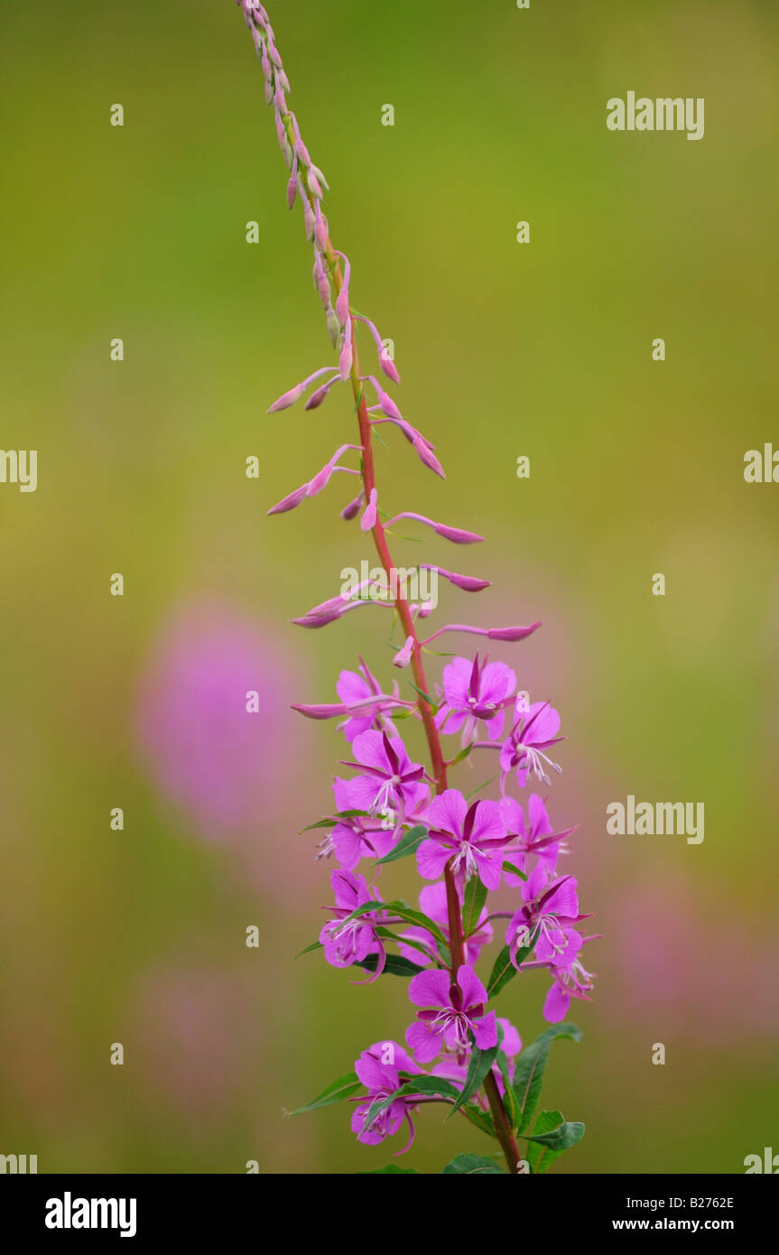 Willowherb hi-res stock photography and images - Alamy