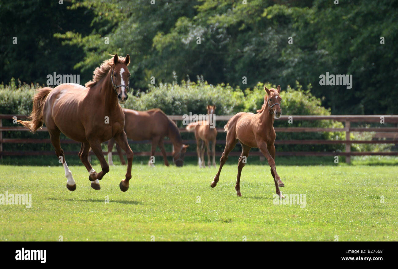 Foal and Mare gallop in a paddock on a Stud Farm for race horses in Suffolk Stock Photo