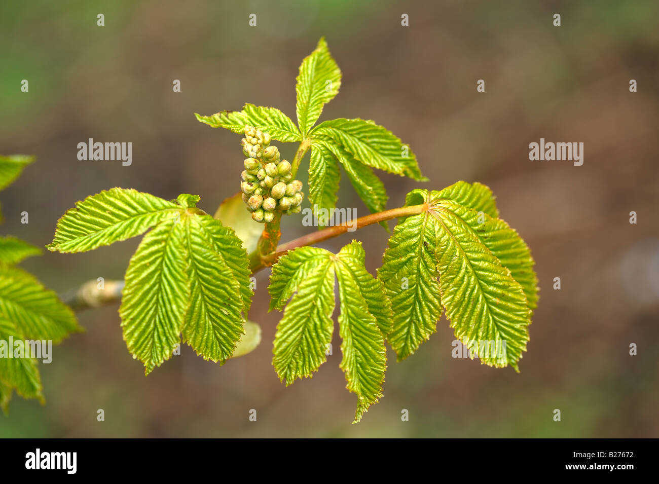Horse chestnut leaves and flower just emerging in early spring Stock Photo